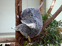 こども動物自然公園(コアラ)